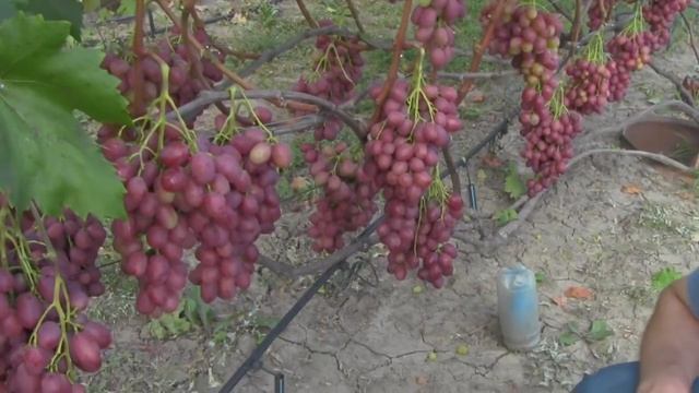 @Виноград 2018. Виноград Рубиновый юбилей. Отзыв о винограде