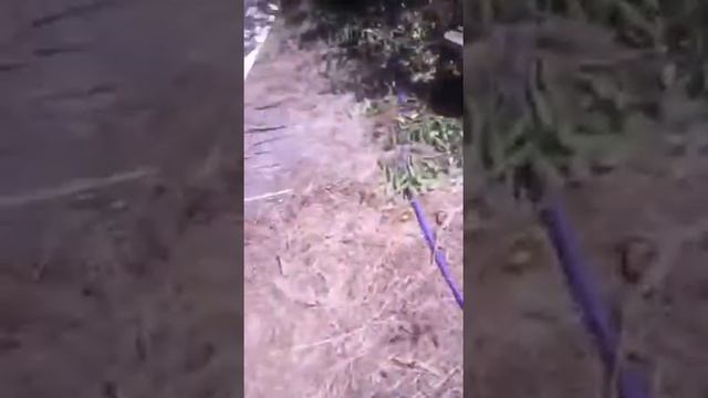 ХОЧУ ДАЧУ. Бюджетный вариант смотреть онлайн
