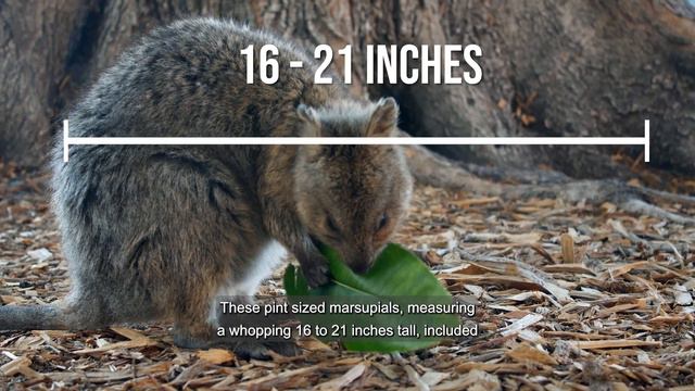 10 Cutest Creatures Unveiled! смотреть онлайн