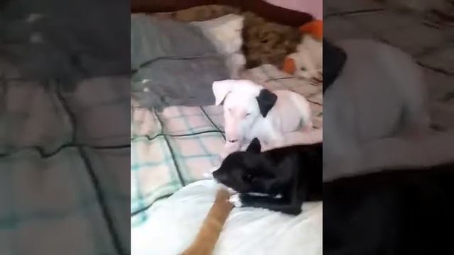 Этуаль 2 мес,Царице почти 2 года,бультерьер и чихуахуа смотреть онлайн