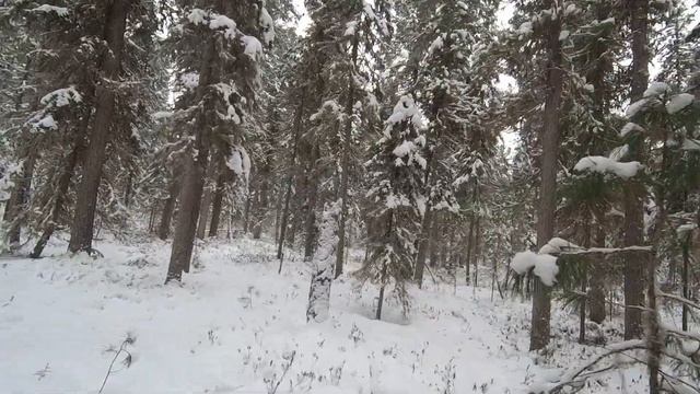 Охота на Соболя | Капканы. Я Такого Еще Не Видел смотреть онлайн