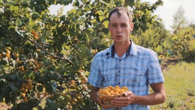 Зимостойкий самоплодный абрикос Горный Абакан смотреть онлайн