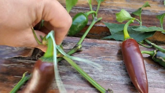 Дозаривание перца на ветках в воде после наступления низких температур. смотреть онлайн
