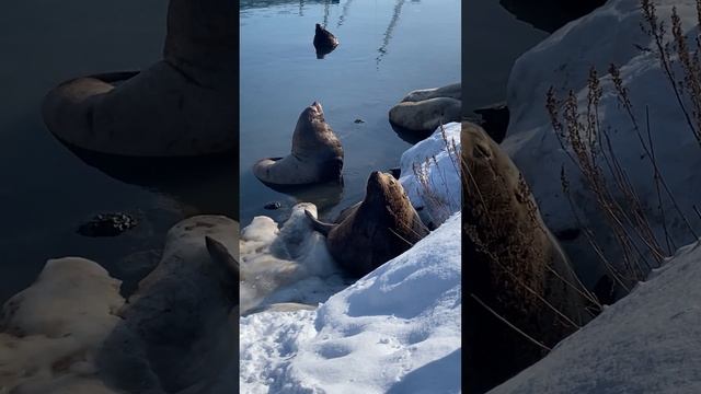Морские львы или сивучи на лежбище в порту Петропавловска-Камчатского смотреть онлайн