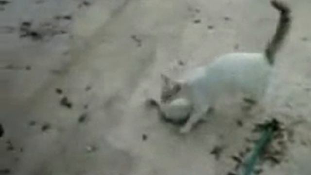Cat save Kitty From Dog смотреть онлайн