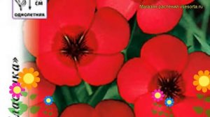 Лен крупноцветковый Рубрум. Краткий обзор, описание характеристик linum grandiflorum Rubrum