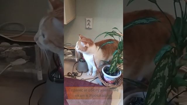 Антикошка+С П смотреть онлайн