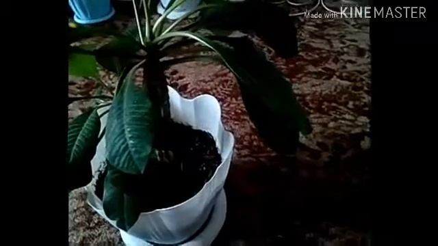 Уход за молочаем смотреть онлайн