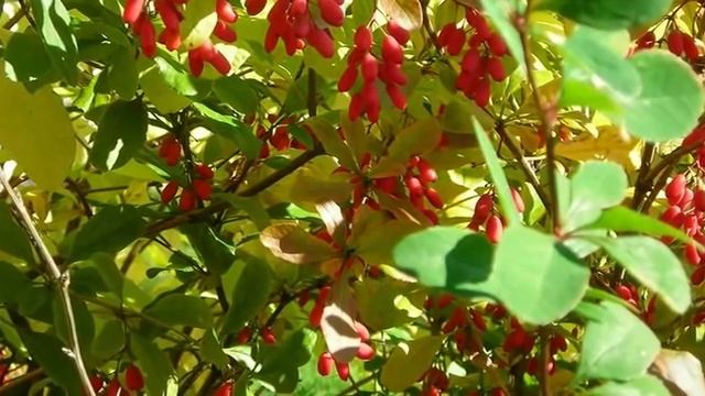 Не грусти, пройдут дожди! смотреть онлайн