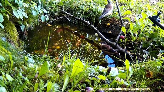 Дубонос, рябинник и черноголовая гаичка / Grosbeak, fieldfare and black-headed titmouse смотреть онлайн