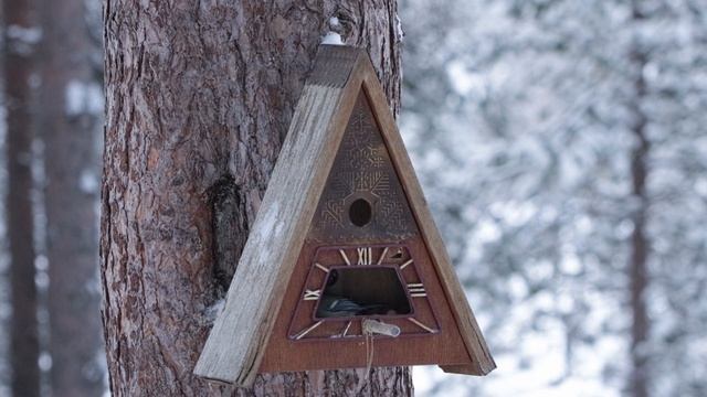 Синички и арахис смотреть онлайн