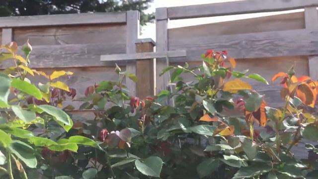 Цветение роз Утро в саду смотреть онлайн