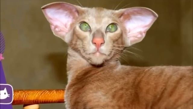 Женщина приютила котенка с большими ушами. Утром её ждал сюрприз! смотреть онлайн