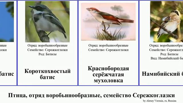 Птица, отряд воробьинообразные, семейство Сережкоглазки батис серёжчатая мухоловка Bird Pan Josh