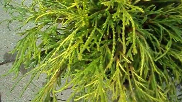 Chamaecyparis pisifera Sungold смотреть онлайн