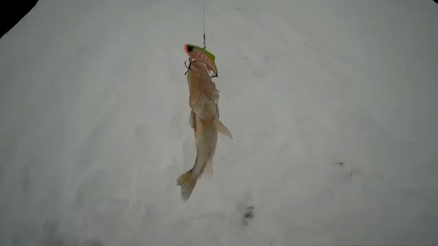 Кама.Судак.отличное начало и полное бесклёвие дальше смотреть онлайн