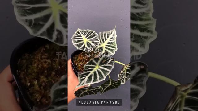 Alocasia Parasol