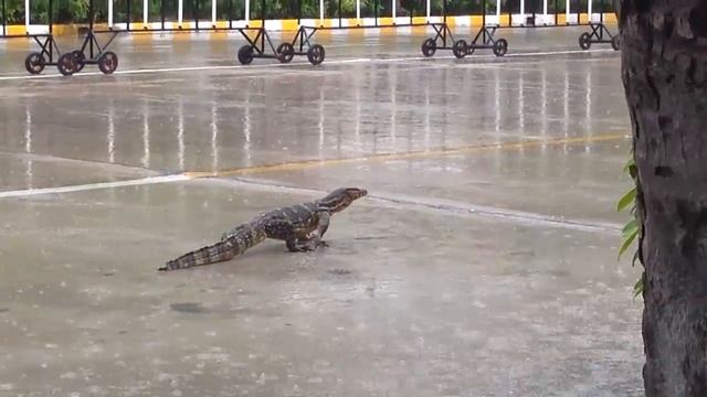 Опасный Таиланд - Варан гуляет на территории отеля смотреть онлайн