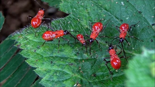Cotton stainer bugs (Dysdercus) смотреть онлайн
