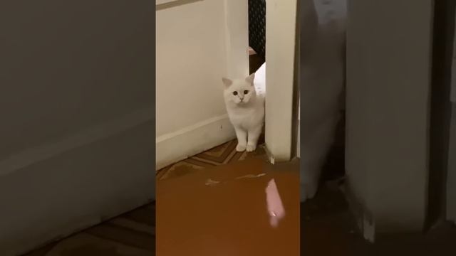 Рыжик братик Лелика смотреть онлайн