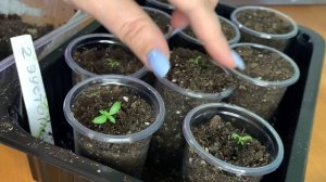 ЭУСТОМА ПИКИРОВКА в грунт, как правильно пересадить, состав и условия