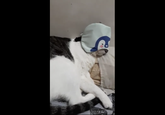 Кошка в маске для глаз смотреть онлайн