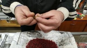 Пучковяз для насадки мотыля,как это работает.