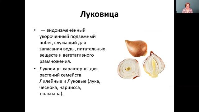 Биология 6 класс 29-31 недели. Бесполое размножение растений смотреть онлайн