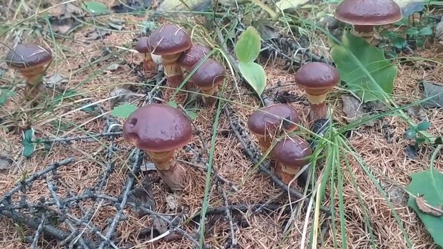 Эвенкия. Тихая Охота за грибами . смотреть онлайн