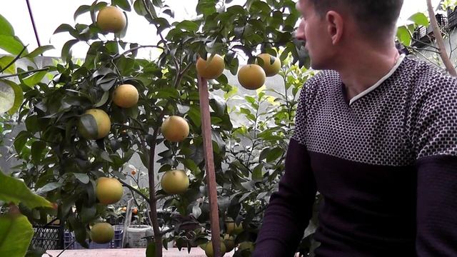 Грейпфрут C. paradisi ’Ruby Star’ смотреть онлайн