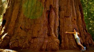 Самые большие деревья в мире. СЕКВОЙЯ. ГИПЕРИОН. Интересные факты