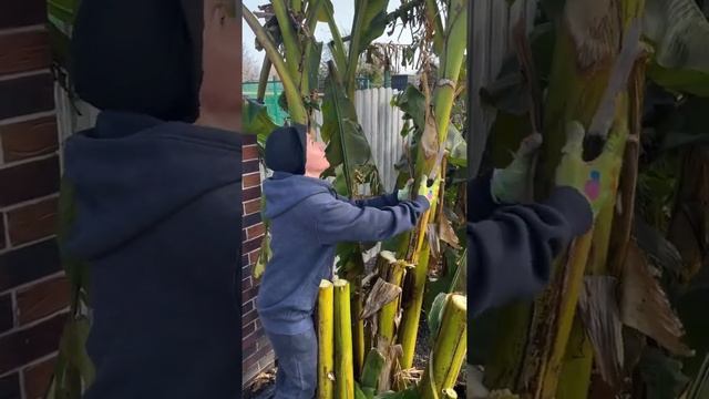 Секрет высоких банановых пальм. Укрытие бананов на зиму в предгорьях Кавказа. смотреть онлайн