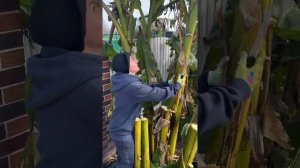 Секрет высоких банановых пальм. Укрытие бананов на зиму в предгорьях Кавказа.