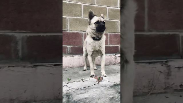 Показал укус пчёлы 🐝 смотреть онлайн