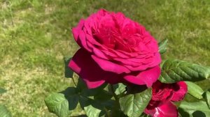 Очень красивые цветы розы. Цвета и сорта роз. Виды роз. Красные, алые, желтые и розовые розы.