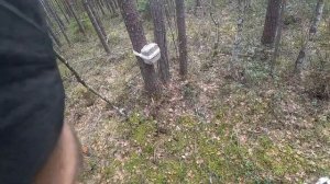 Поймал лису в лесу