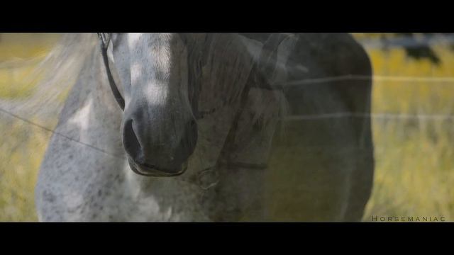 Perri's Bracelet [Tail Spin] смотреть онлайн