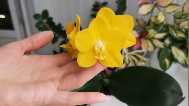 Орхидея Фаленопсис Sogo Chito (Сого Шито), самая жёлтая орхидея в коллекции💛 смотреть онлайн