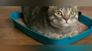 Как подружить двух котов?