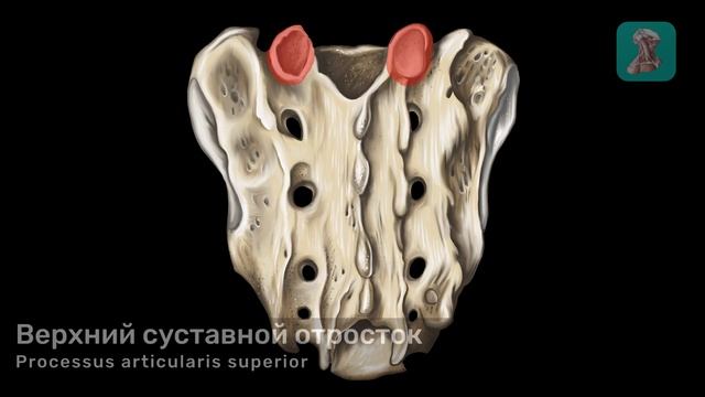 Крестец и копчик смотреть онлайн
