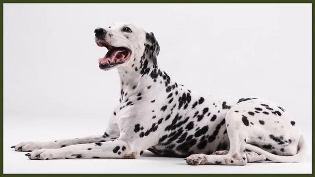 DALMATIAN VS BELGIAN MALINOIS смотреть онлайн