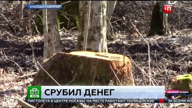 За незаконную вырубку деревьев выписали штраф 6 мл. рублей смотреть онлайн