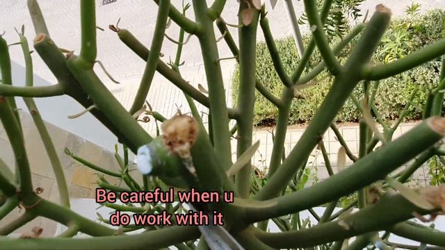 Care Of Pencil Cactus and Propagation | Grow Pencil Cactus | Dos And Donts | Care Of Milk bush смотреть онлайн