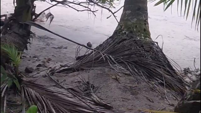 Manuel Antonio National Park - Puntarenas, Costa Rica смотреть онлайн