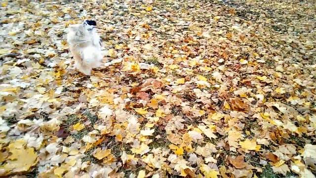 на память о золотой осени смотреть онлайн