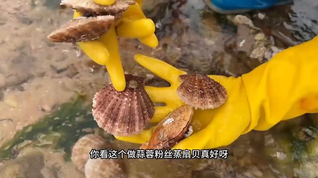 排水口大放水牛牛提前來蹲守，上來就發現前來覓食的大海膽，給力【牛牛趕海海鮮】 смотреть онлайн