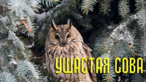 Ушастые совы. Призраки ночи / Птицы России