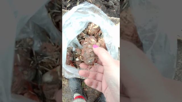 ВОТ ТАК НАДО ХРАНИТЬ ГЛАДИОЛУСЫ!!!!!!! смотреть онлайн