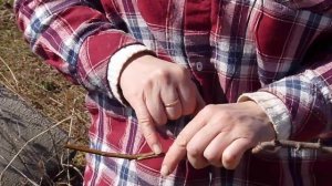 Прививка плодовых деревьев. Прививка растений. Быстрая и качественная прививка.