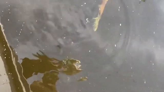 Ловля судака на Суходольском озере. смотреть онлайн